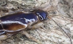 Euborellia cincticollis