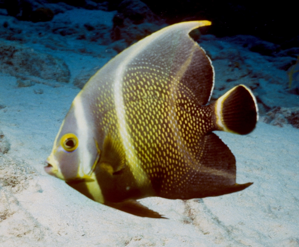 French Angelfish