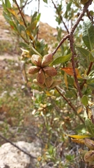 Kageneckia lanceolata