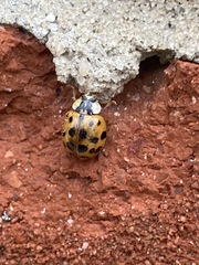 Harmonia axyridis