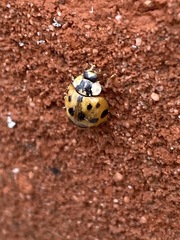 Harmonia axyridis