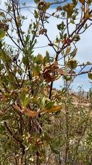 Kageneckia lanceolata