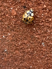Harmonia axyridis