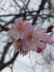 Prunus