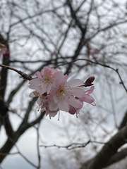 Prunus