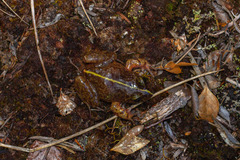 Eupsophus emiliopugini