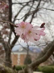 Prunus