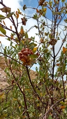 Kageneckia lanceolata