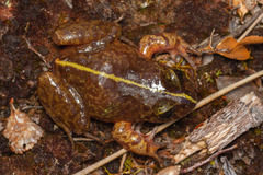 Eupsophus emiliopugini