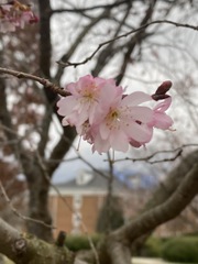 Prunus