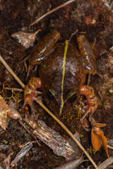 Eupsophus emiliopugini