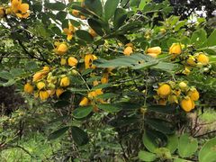 Senna surattensis