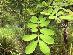 Senna surattensis