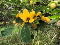 Senna surattensis