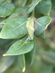 Buxus sempervirens