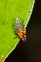 Palpibracus chilensis