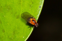 Palpibracus chilensis