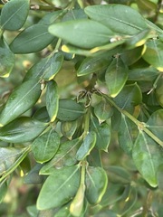 Buxus sempervirens