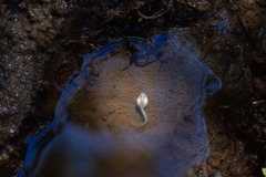 Eupsophus emiliopugini