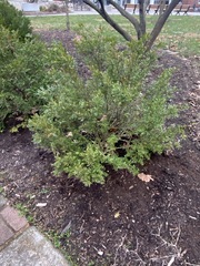 Buxus sempervirens