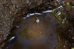 Eupsophus emiliopugini