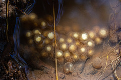 Eupsophus emiliopugini