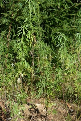 Artemisia umbrosa