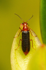 Hylodanacaea haemorrhoidalis