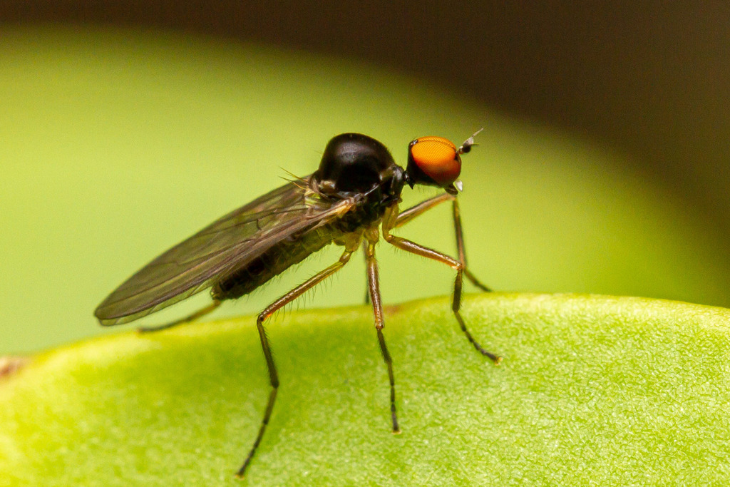 Neotrichina