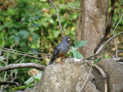Turdus plumbeus