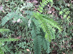 Sophora fraseri