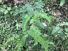 Sophora fraseri