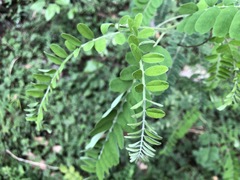 Sophora fraseri