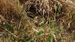 Crotalus oreganus