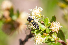 Allograpta hortensis
