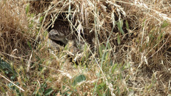 Crotalus oreganus