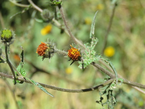 Simsia amplexicaulis