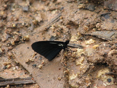 Altinote ozomene nox