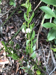 Acacia hispidula
