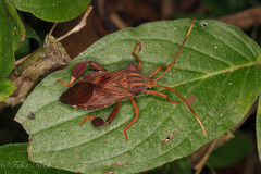 Melucha quadrivittis