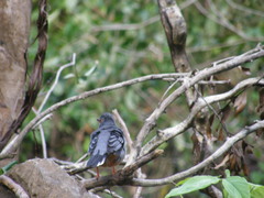 Turdus plumbeus