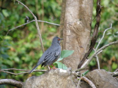 Turdus plumbeus