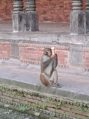 Macaca mulatta