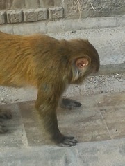 Macaca mulatta