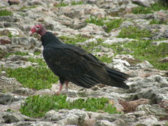 Cathartes aura