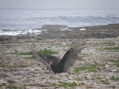 Cathartes aura