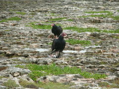 Cathartes aura