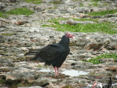 Cathartes aura