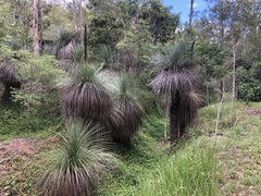 Xanthorrhoea glauca