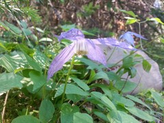 Clematis occidentalis grosseserrata